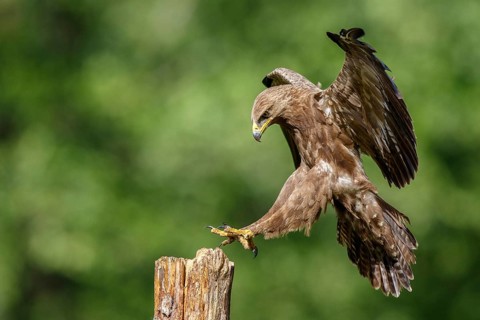 Lesser Spotted Eagle (Clanga pomarina) approaching pale, Poland