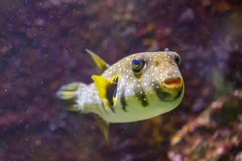 White-spotted puffer fish (Arothron hispidus) swimming under water, captive, Germany
