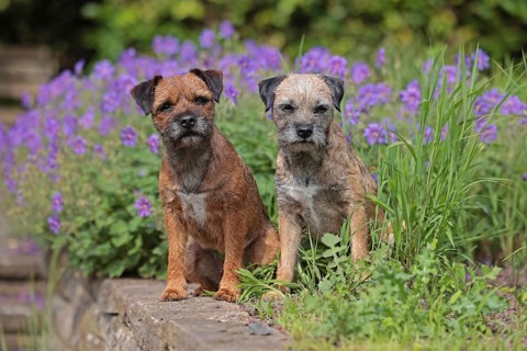 Border Terrier