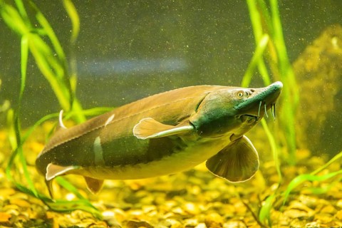 European sea sturgeon (Acipenser sturio) swimming underwater in a river, Bavaria, Germany
