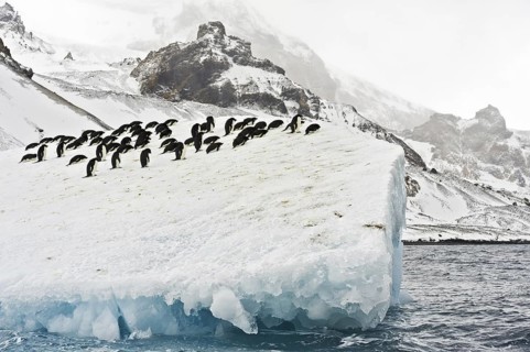 Adelie Penguin (Pygoscelis adeliae), Antarctica