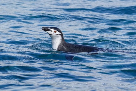 Chinstrap Penguin (Pygoscelis antarcticus) swimming in the ocean near South Georgia Island