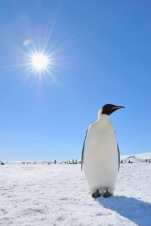 Emperor penguins (Aptenodytes forsteri), Adult with Sun, Snow Hill Island, Antartic Peninsula,