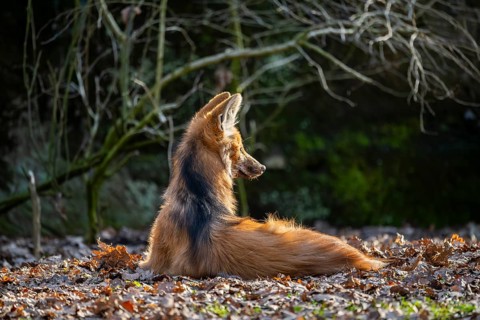 Maned wolf (Chrysocyon brachyurus) in a forest, captive, Germany
