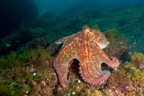 A Common Octopus (Octopus vulgaris), octopus with impressive tentacles moves in the underwater