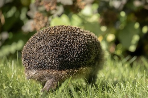 European hedgehog (Erinaceus europaeus), walking through a green meadow during the day,