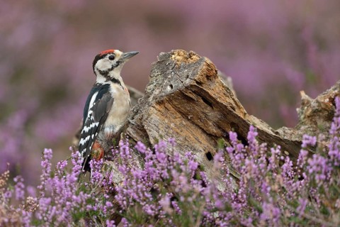 Great Spotted Woodpecker (Dendrocopos major) juvenile perched on a tree stump, North