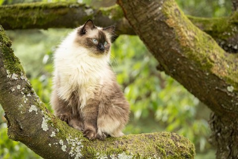 Portrait of a Ragdoll. Bad Salzschlirf, Hessen, Germany