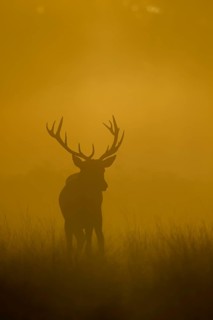 Red deer (Cervus elaphus) silhouette of an adult male stag in grassland at sunrise, England, United