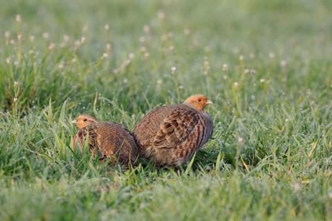 Grey Partridge (Perdix perdix) pair on grass field, Netherlands