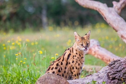 A serval, Leptailurus serval, sits behind a dead tree lying on a green meadow with some dandelion