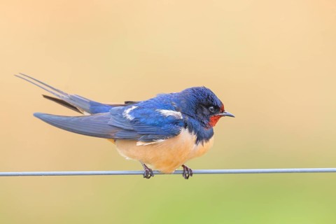 Barn Swallow (Hirundo rustica) sitting on a wire, wildlife, animals, birds, swallows, migratory