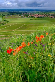 Terroir f, viewpoint in the vineyards on the Schwanberg near Rödelsee, Steigerwald nature park