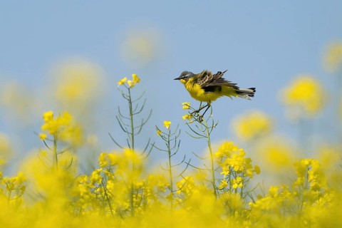 A grey wagtail (Motacilla f. flava) sitting on a flowering branch in the middle of a rape field,