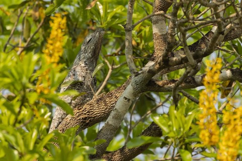 Giant day dormouse (Nyctibius grandis), also known as giant swallower or giant urutau, hidden in a