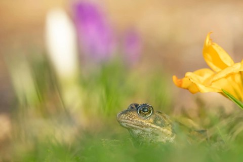 Common frog (Rana temporaria) adult amphibian amongst flowering garden Crocus flowers in