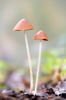Bonnets (Mycena), North Rhine-Westphalia, Germany
