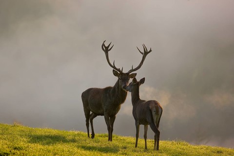 A red deer hind and a stag (Cervus elaphus) stand backlit on a meadow. Early morning light with a