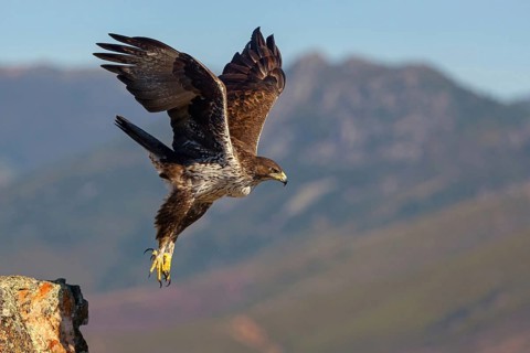 Bonelli's eagle (Hieraaetus fasciatus), Aigle de Bonelli, Águila-azor Perdicera, Tawi Atayr,
