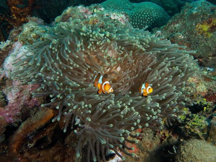 Colourful Ocellaris Clownfish (Amphiprion ocellaris) in a giant anemone (Stichodactyla gigantea),