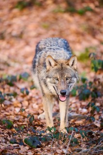 Close-up of a Eurasian wolf (Canis lupus lupus) in a forest in spring, Bavarian Forest National