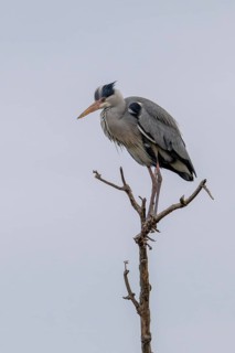 Grey heron (Ardea cinera), sitting on a branch, Vienna, Austria