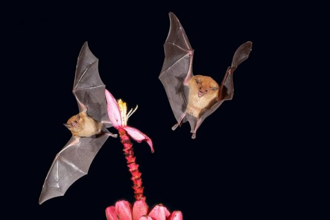 Two Orange nectar bats (Lonchophylla robusta) hovering and drinking the nectar from a wild red