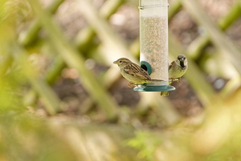 Sparroeating seeds from a feeder. seasonal bird feeding. Bad Salzschlirf, Hessen, Germany