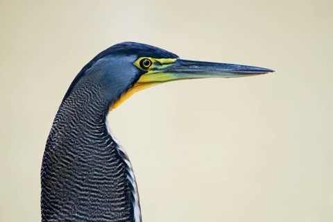 Fasciated tiger heron (Tigrisoma fasciatum), portrait, Limón Province, Costa Rica