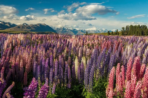 Lupine field (Lupinus) on the shores of Lake Tekapo, Tekapo, Canterbury Region, Southland, New