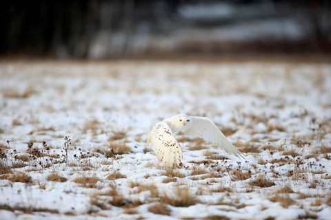 Snowy Owl, Great white owl (Nyctea scandiaca) adult flying up in snow, winter, Zdarske Vrchy,