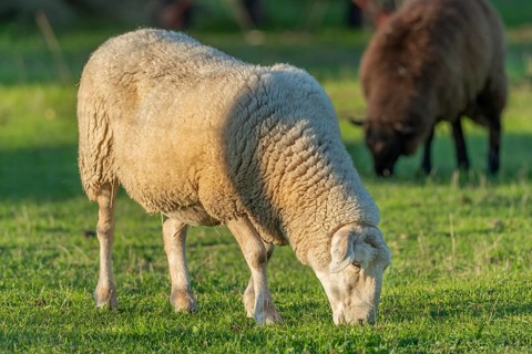 Sheep eating grass in a pasture in late summer. France