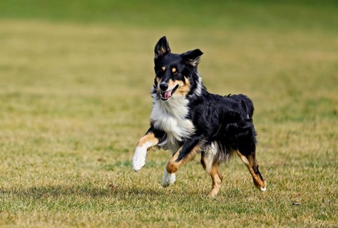 Mixed breed dog between Border Collie and Australian Shepherd jumps across meadow, Switzerland