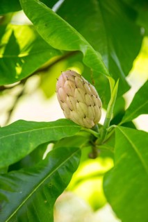 Fruiting on an umbrella magnolia (Magnolia tripetala), Saxony, Germany