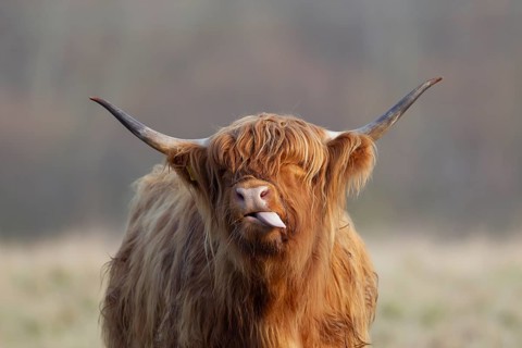 Highland cattle or cow (Bos taurus taurus) adult farm animal sticking its tongue out in a grass