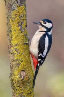 Great Spotted Woodpecker (Dendrocopos major) male climbing tree, Poland