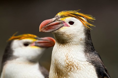 Royal Penguin (Eudyptes schlegeli), Macquarie Island, Australia
