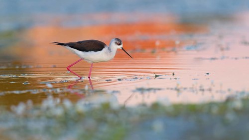 Black-winged Stilt (Himantopus himantopus), walking through shallow water, evening light,