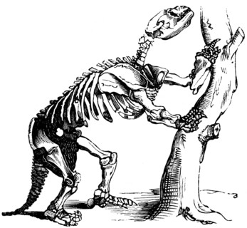 Prehistoric skeleton of a giant sloth, reptile, habitat in North America, occurrence up to the