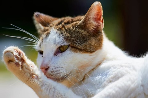 A cat cleans itself in the sunlight and looks relaxed and clean, Kalithea, cat station, Rhodes,