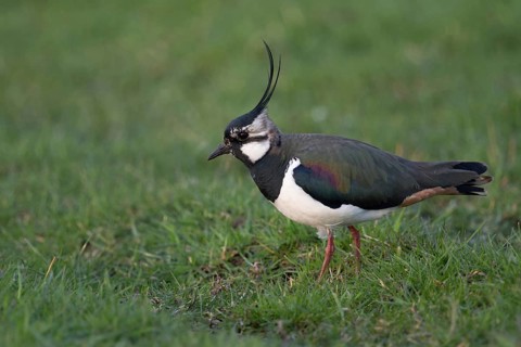 Northern Lapwing (Vanellus vanellus) on grass field, Netherlands