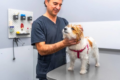 Veterinarian examining a jack russell terrier standing on a metal table inside a veterinary clinic