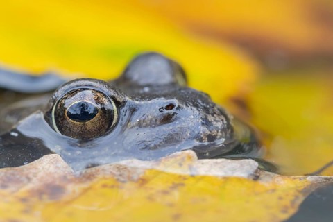 Common frog (Rana temporaria) adult amphibian on the water surface of a pond with fallen autumn