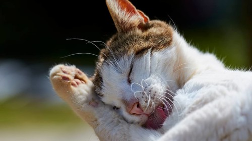 Cat licks its paw and looks relaxed and caring, Kalithea, cat station, Rhodes, Dodecanese, Greek