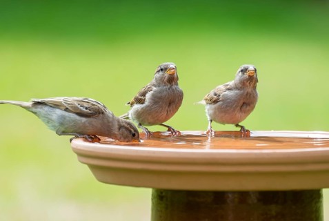House sparrows (Passer domesticus) standing on a bird bath and drinking water, Lower Saxony,