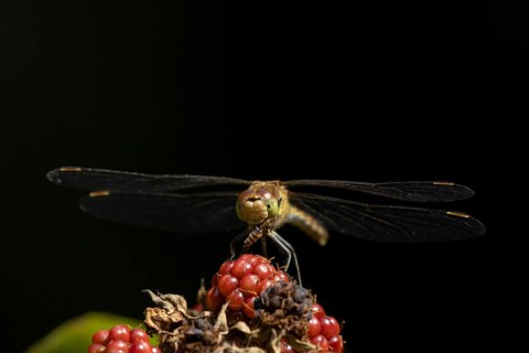 Common darter dragonfly (Sympetrum striolatum) adult female insect feeding on a fly on a blackberry