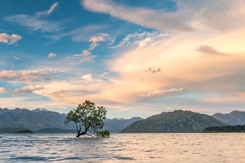 Single tree standing in the water, The Wanaka Tree, Lake Wanaka, Otago, Southland, New Zealand