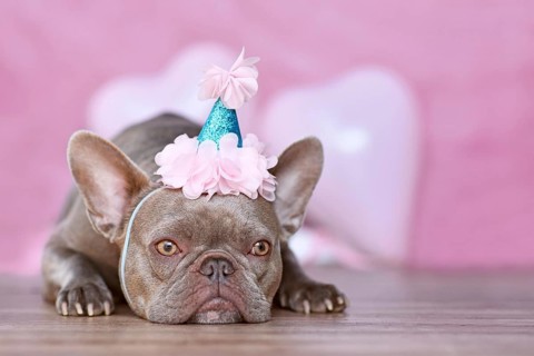 French Bulldog dog with birthday part hat in front of blurry pink background