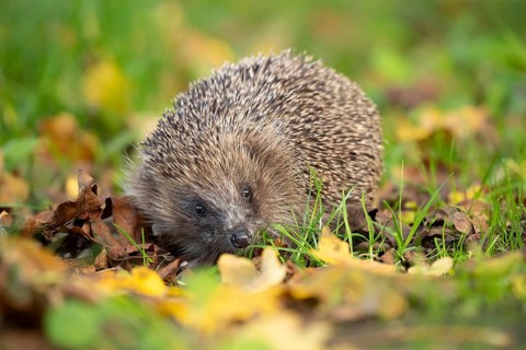 European hedgehog (Erinaceus europaeus) adult animal amongst fallen autumn leaves on a garden lawn,