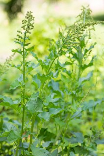 Good Henry (Blitum bonus-henricus) in the historic apothecary garden next to the ruins of the